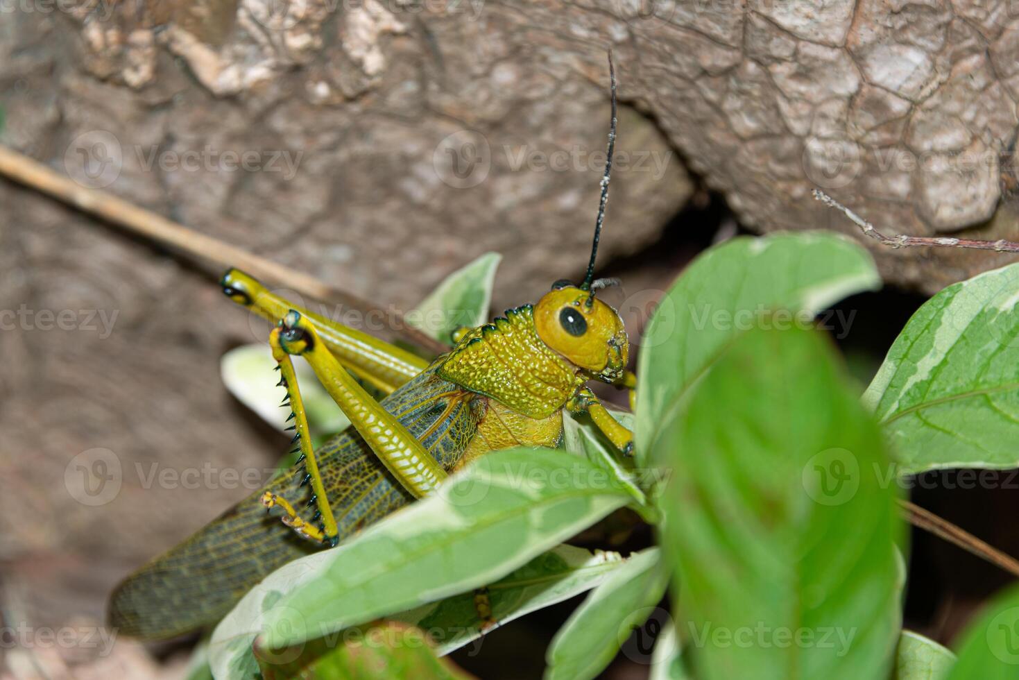 Locust in a caribbean rain forest photo