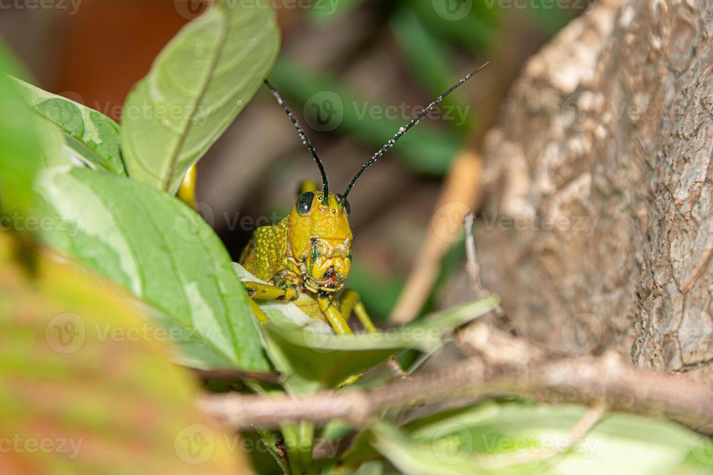 Locust in a caribbean rain forest photo