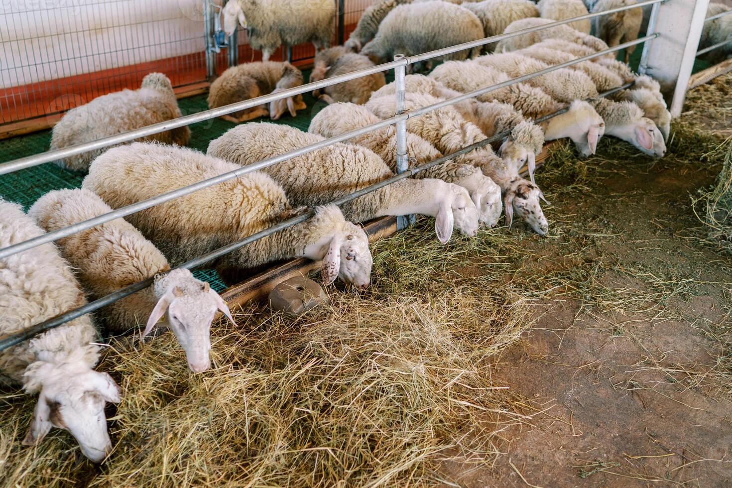 Flock of white sheep eats hay while leaning out from behind the metal fence of the pen photo