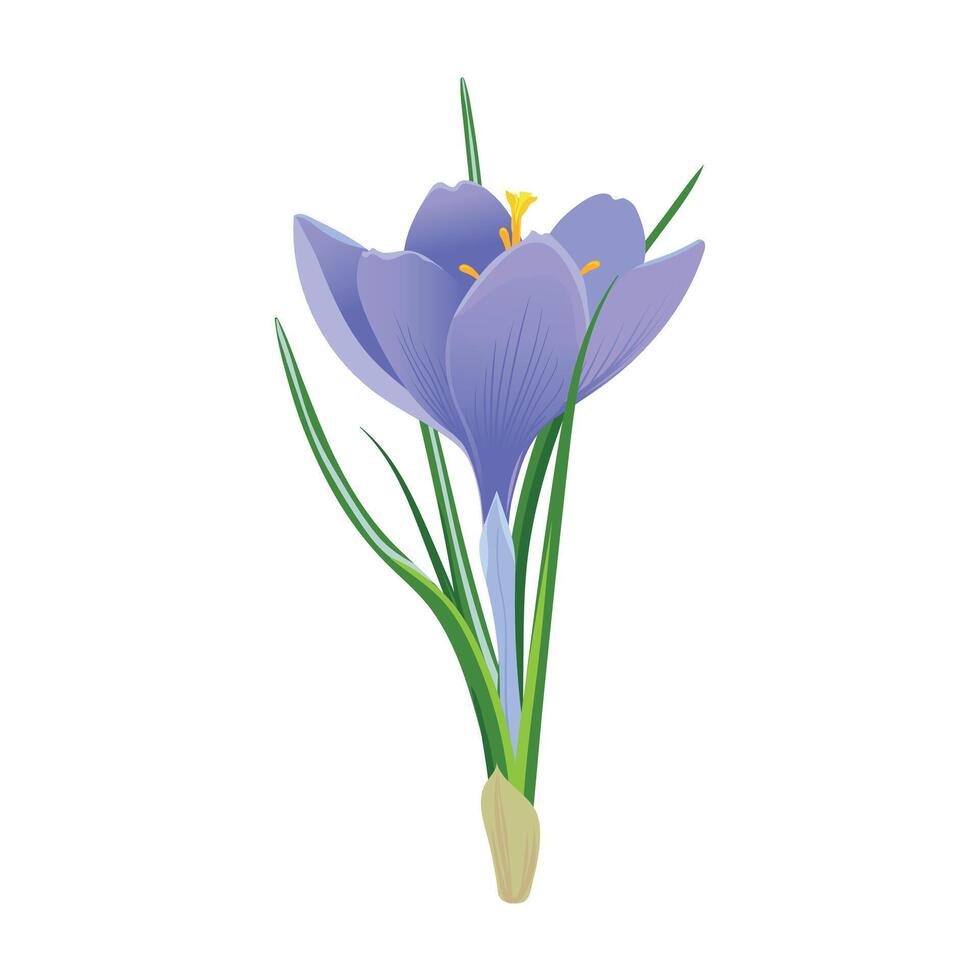 Violet crocus flower isolated on a white background. Spring snowdrop. Purple saffron with green leaves. clipart for spring and Easter cards. vector