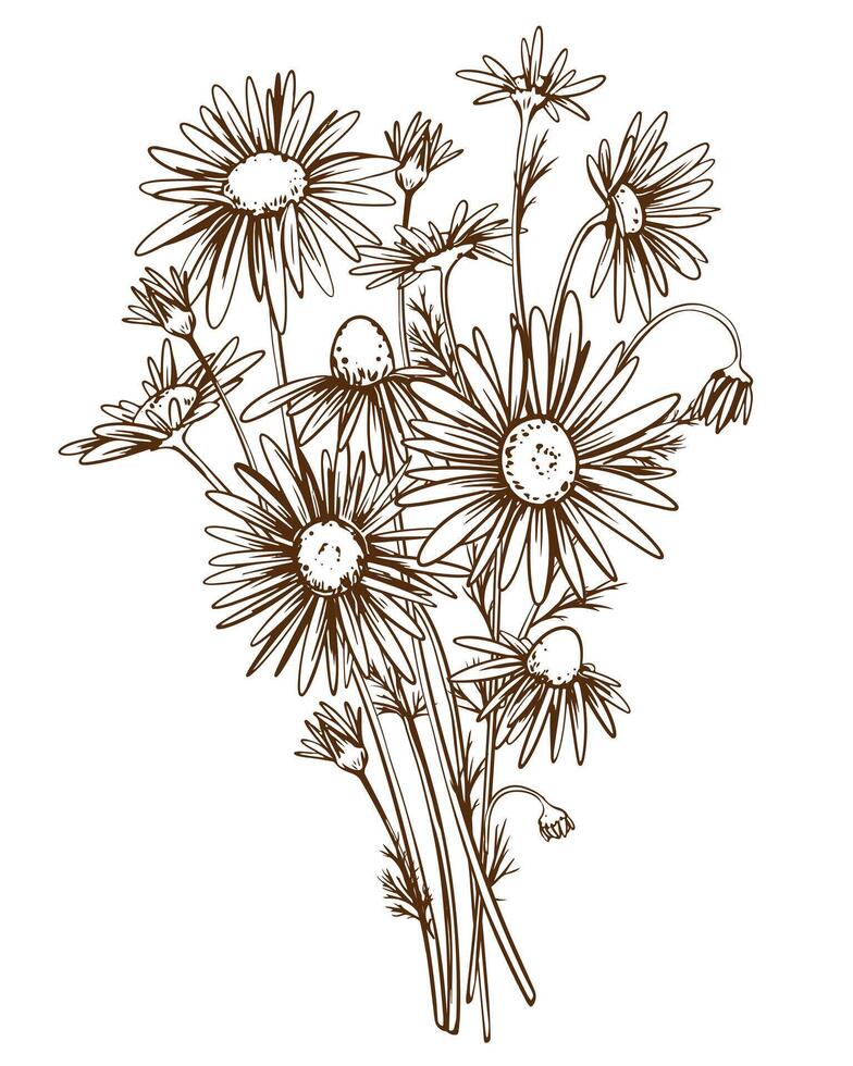 manzanilla mano dibujado. ilustración en grabado estilo. lineal dibujo para el diseño de herbario té. medicinal planta en el técnica de grabando. Clásico ramo. vector