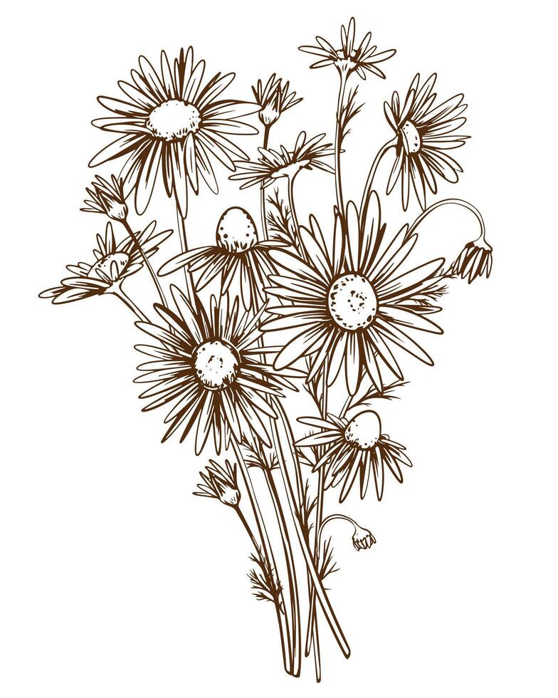 Chamomile hand drawn. Illustration in engraving style. Linear drawing for the design of herbal tea. Medicinal plant in the technique of etching. Vintage bouquet. vector