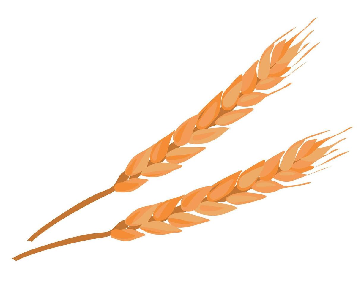 Ear of wheat on a white background. Stock illustration. Ripe grains, farm harvest. vector