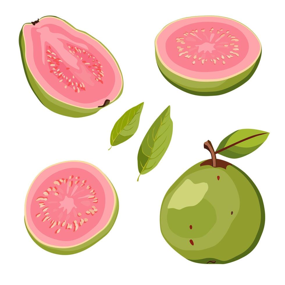 Set of juicy and healthy green guava and pink slices isolated on white background. sliced tropical fruit illustration in flat style. Summer clipart for design of card, banner, flyer, poster vector