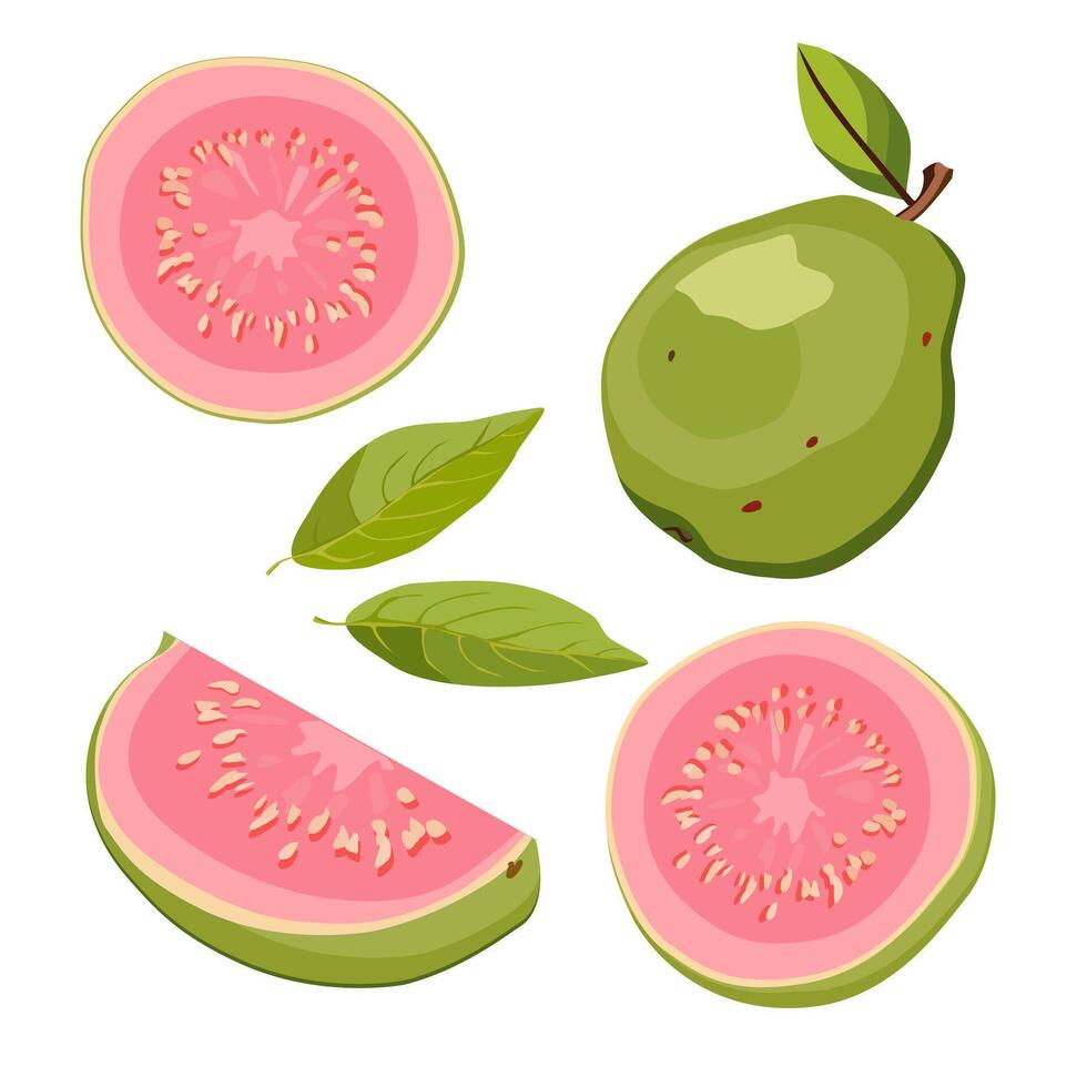 conjunto de jugoso y sano verde guayaba y rosado rebanadas aislado en blanco antecedentes. rebanado tropical Fruta ilustración en plano estilo. verano clipart para diseño de tarjeta, bandera, volantes, póster vector