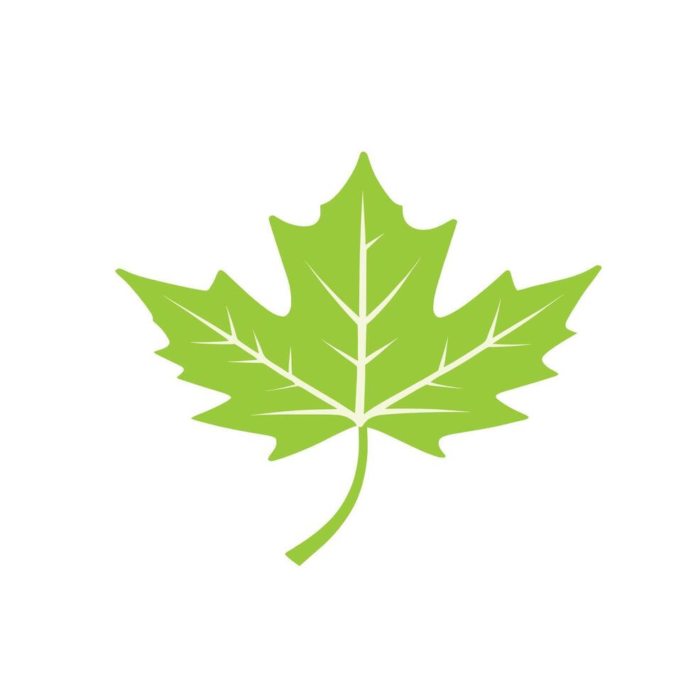 maple leaf silhouettes on the white background vector