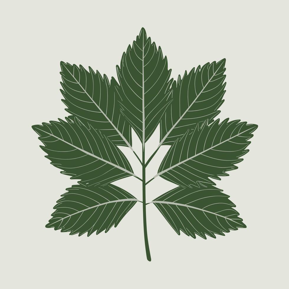 Ash tree leaf. linear illustration. Outline, silhouette, line art drawing isolated on white background vector