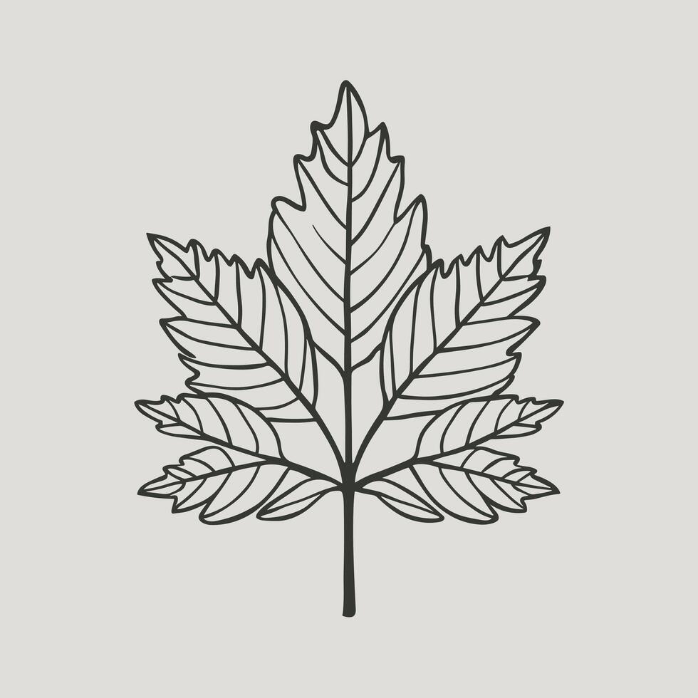 Ash tree leaf. linear illustration. Outline, silhouette, line art drawing isolated on white background vector