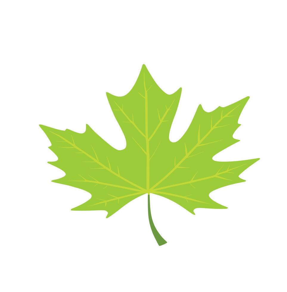 maple leaf silhouettes on the white background vector