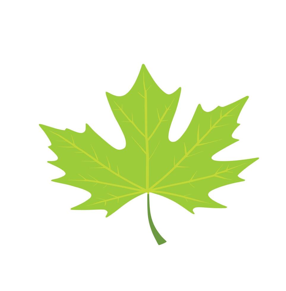 maple leaf silhouettes on the white background vector