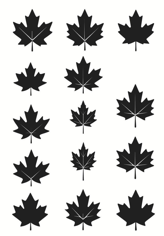 maple leaf silhouettes on the white background vector