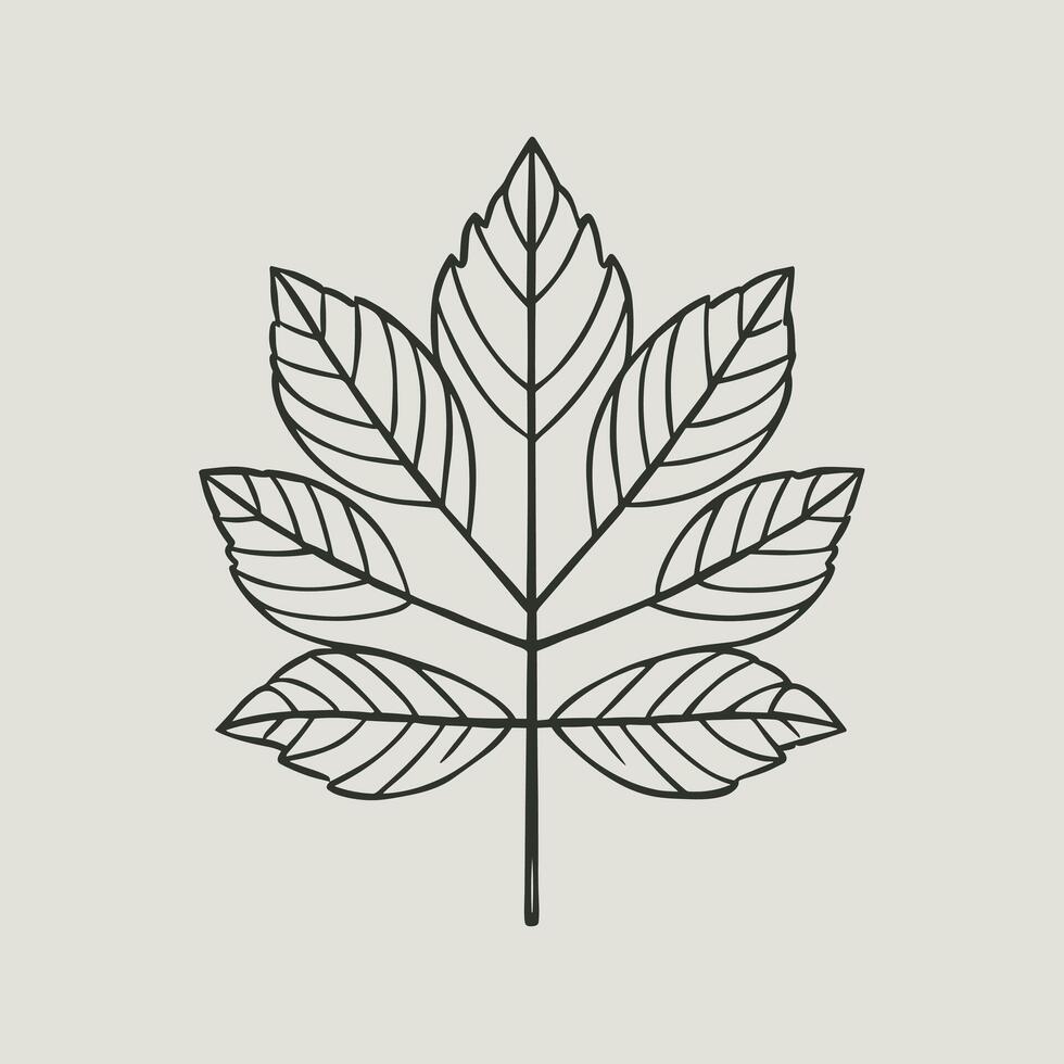 Ash tree leaf. linear illustration. Outline, silhouette, line art drawing isolated on white background vector