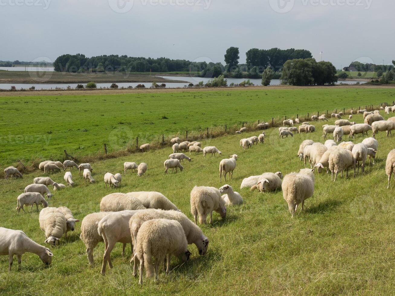 rhine dike near wesel photo