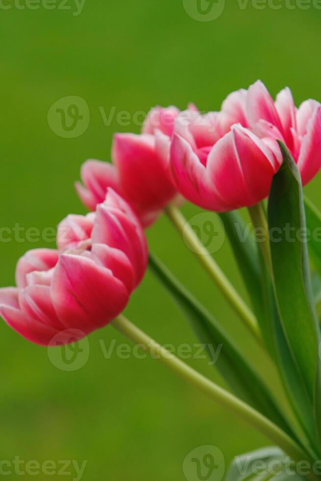 spring time in westphalia photo