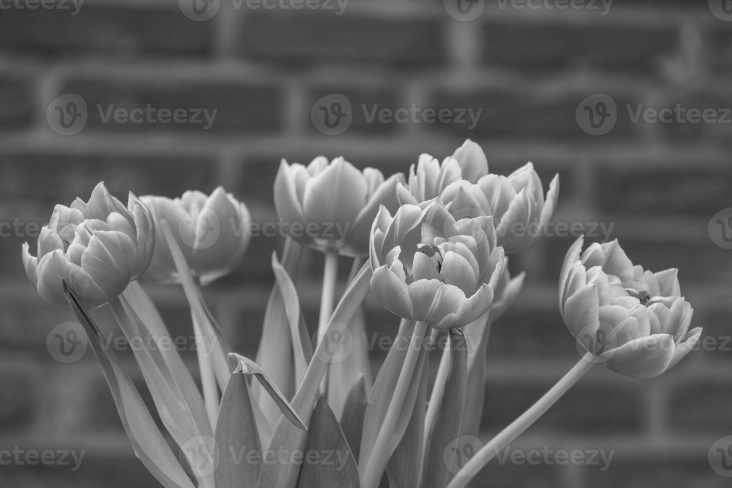 spring time in westphalia photo
