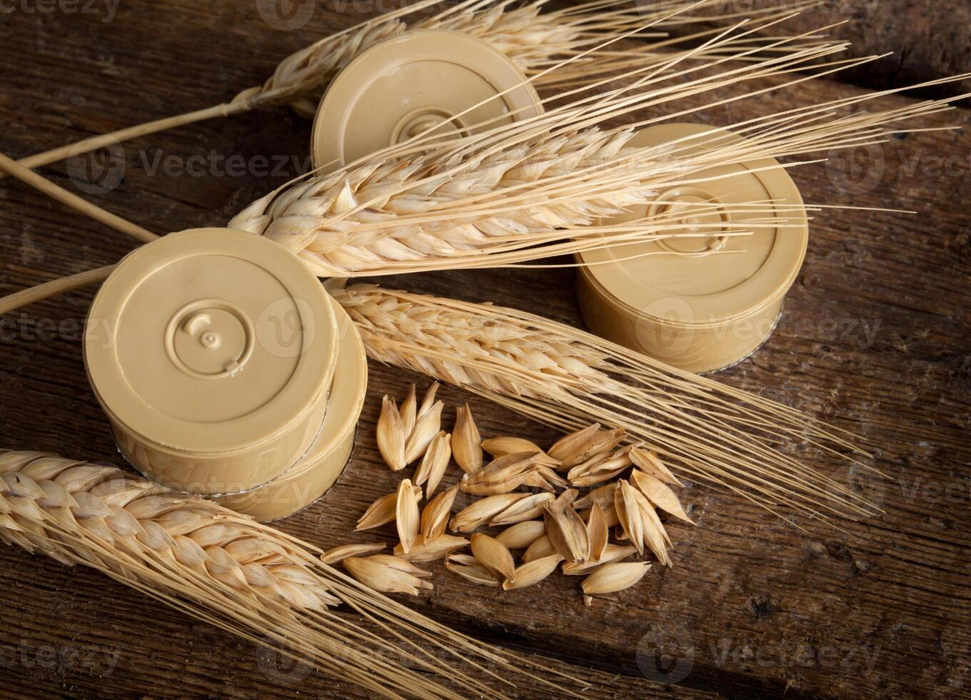 Pods of barley photo