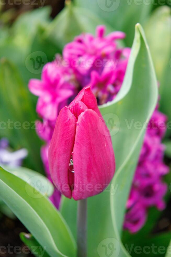 spring time in westphalia photo