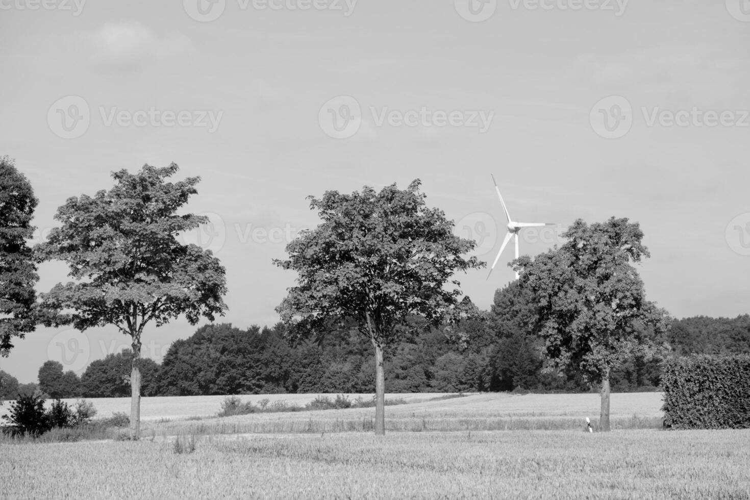 in the german muensterland photo