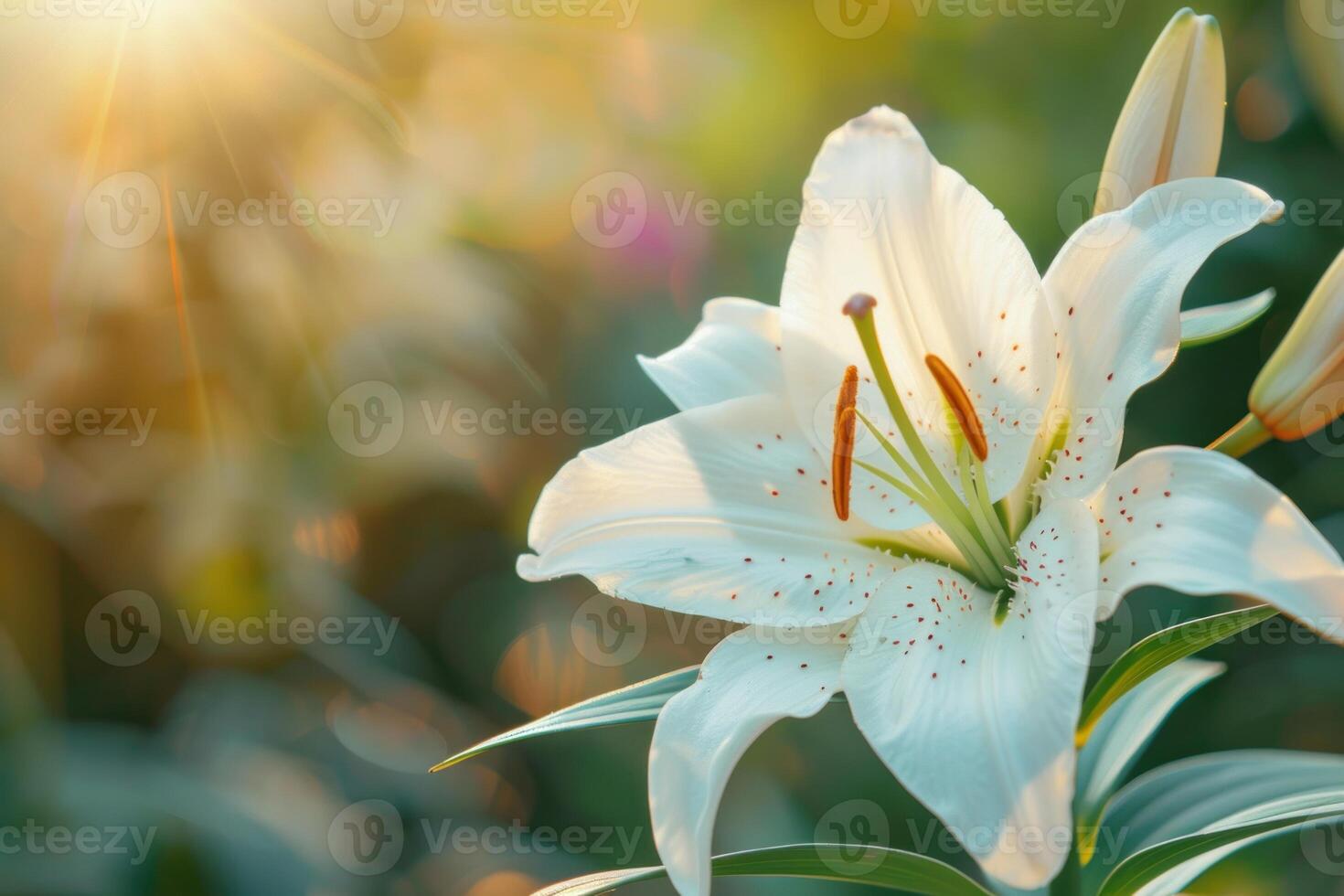 A white lily flower with a green stem is in a field of green grass photo