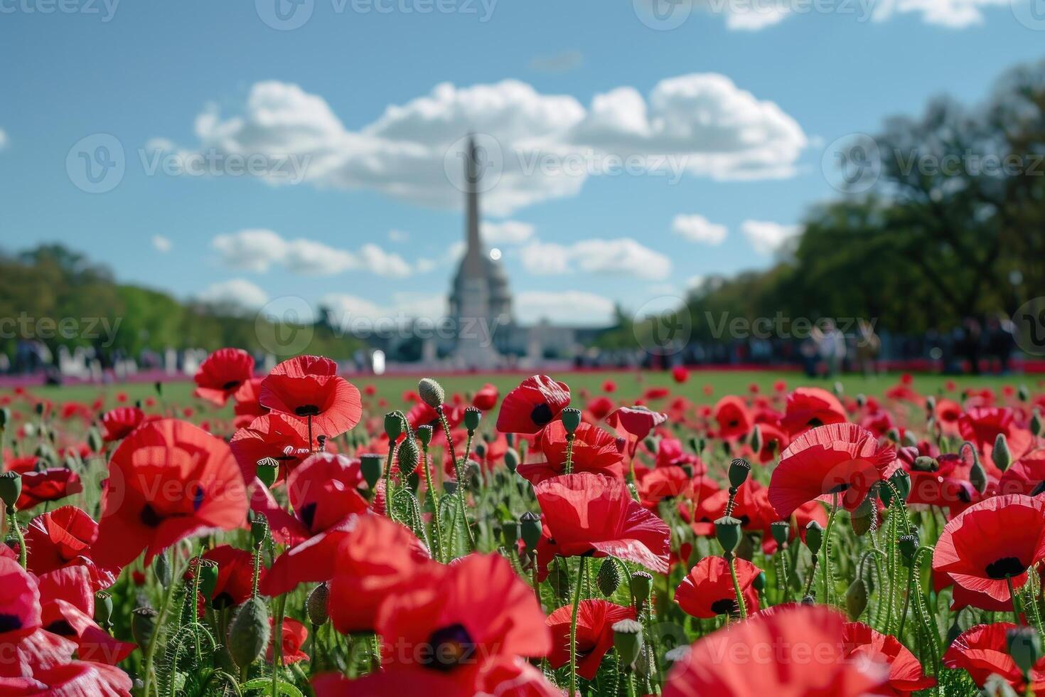 A field of red poppies with a large building in the background photo