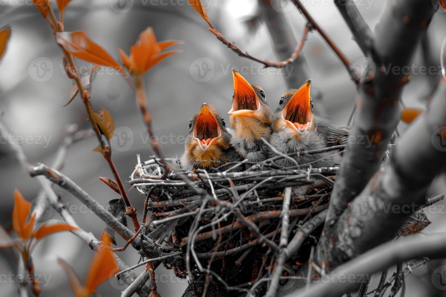 Three baby birds are sitting in a nest, one of which is eating photo