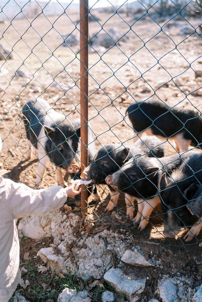 Little girl feeds cabbage to black pigs poking their snouts through the fence. Cropped photo