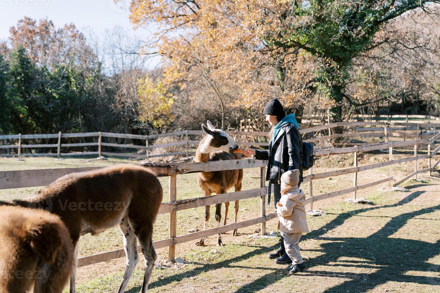 Mom feeds llama carrots while standing with little girl near wooden fence in park photo