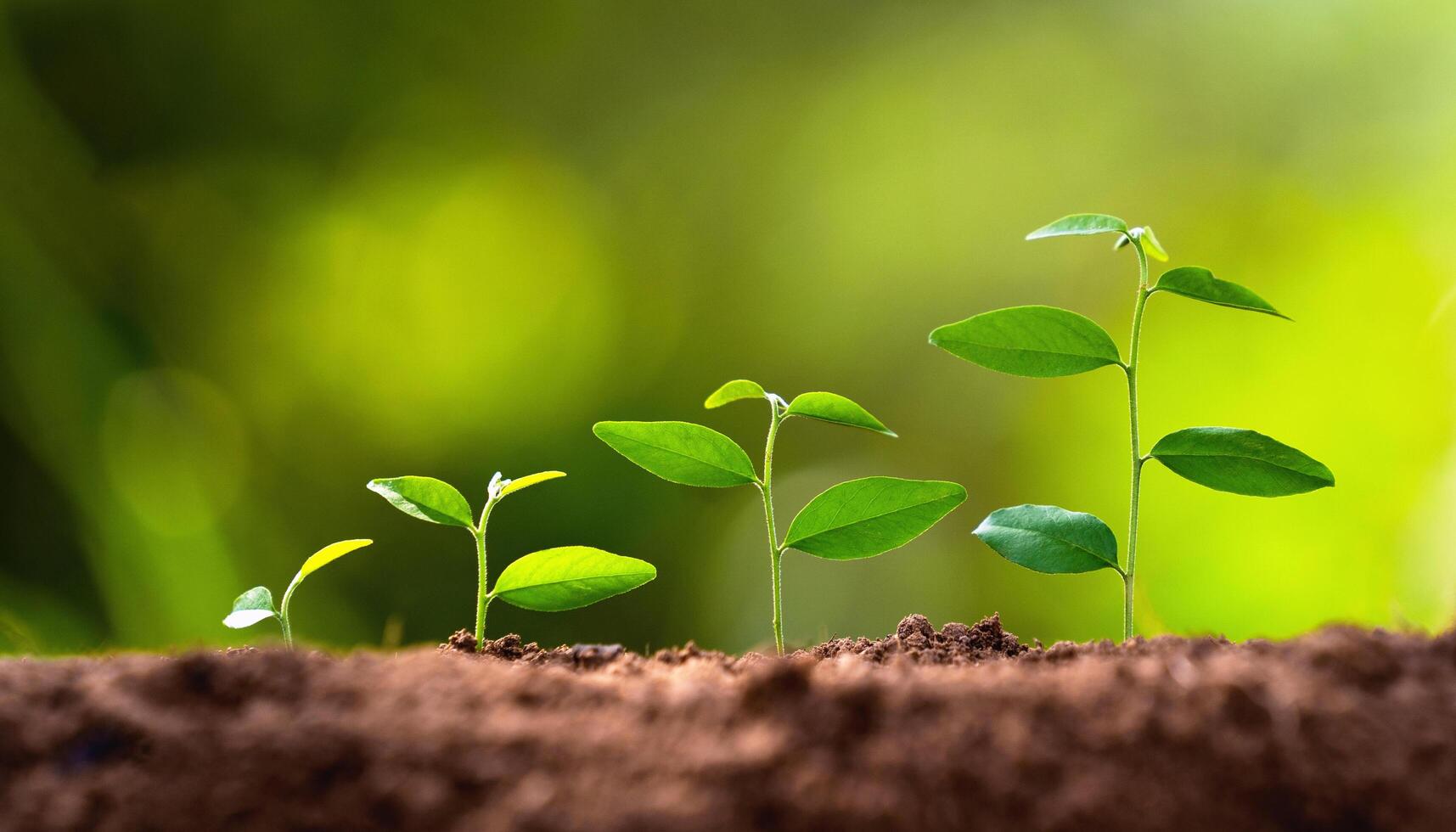 serie de pequeño verde plantas son creciente en suciedad foto