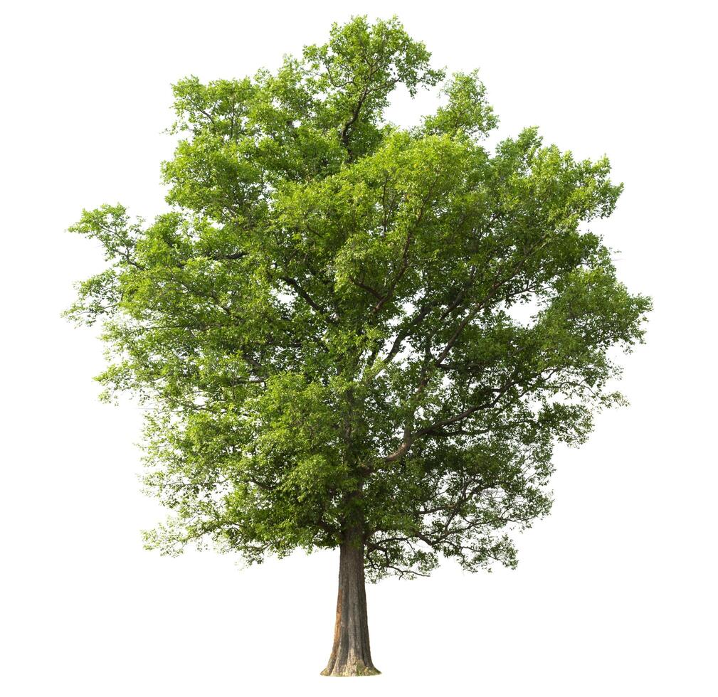 big tree isolate on white background photo