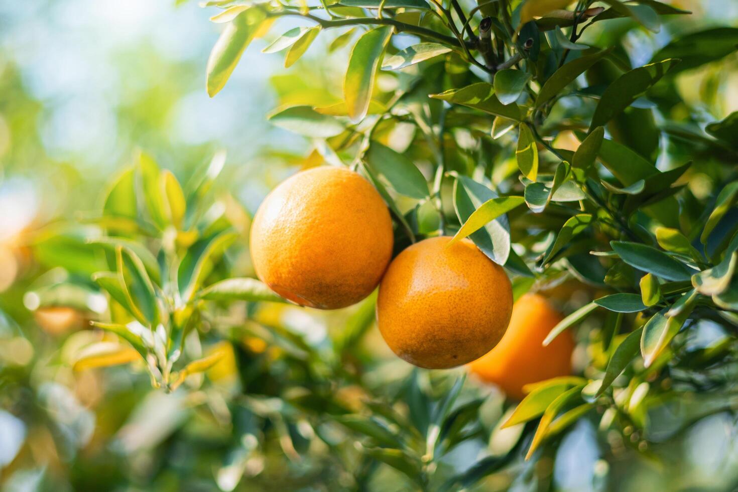 Two oranges hanging from a tree photo