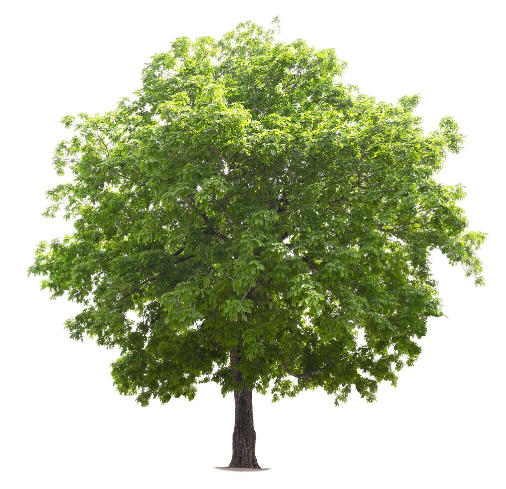 big tree isolate on white background photo