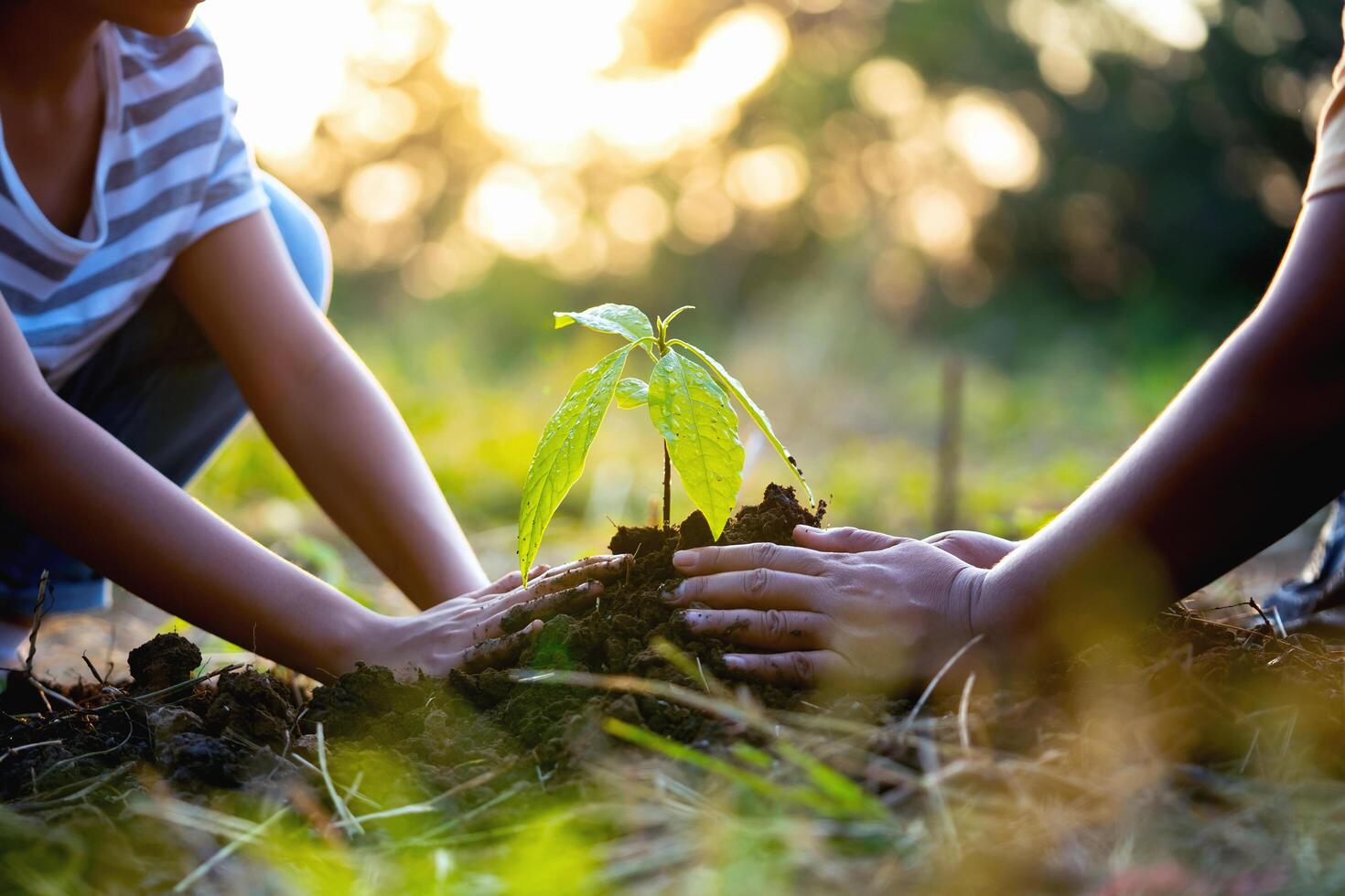 dos personas son plantando un árbol juntos foto