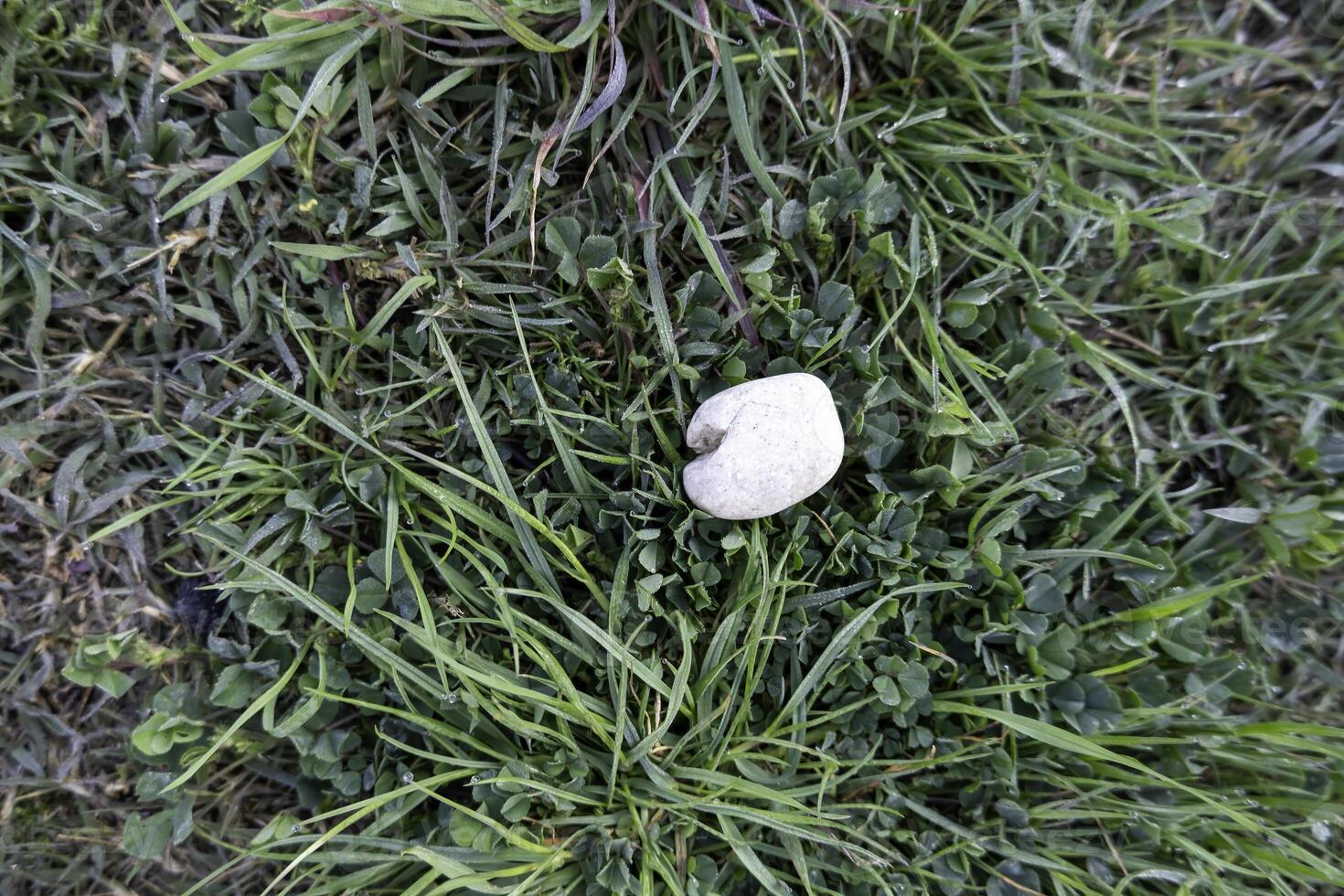 White stone in the grass photo
