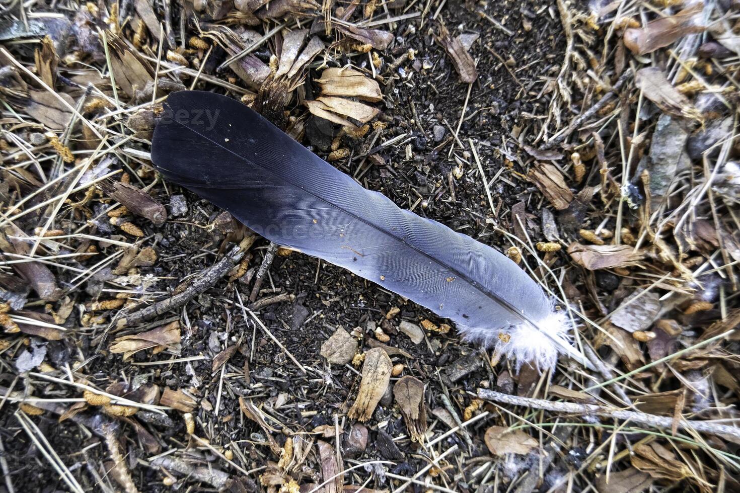 Fallen pigeon feather photo