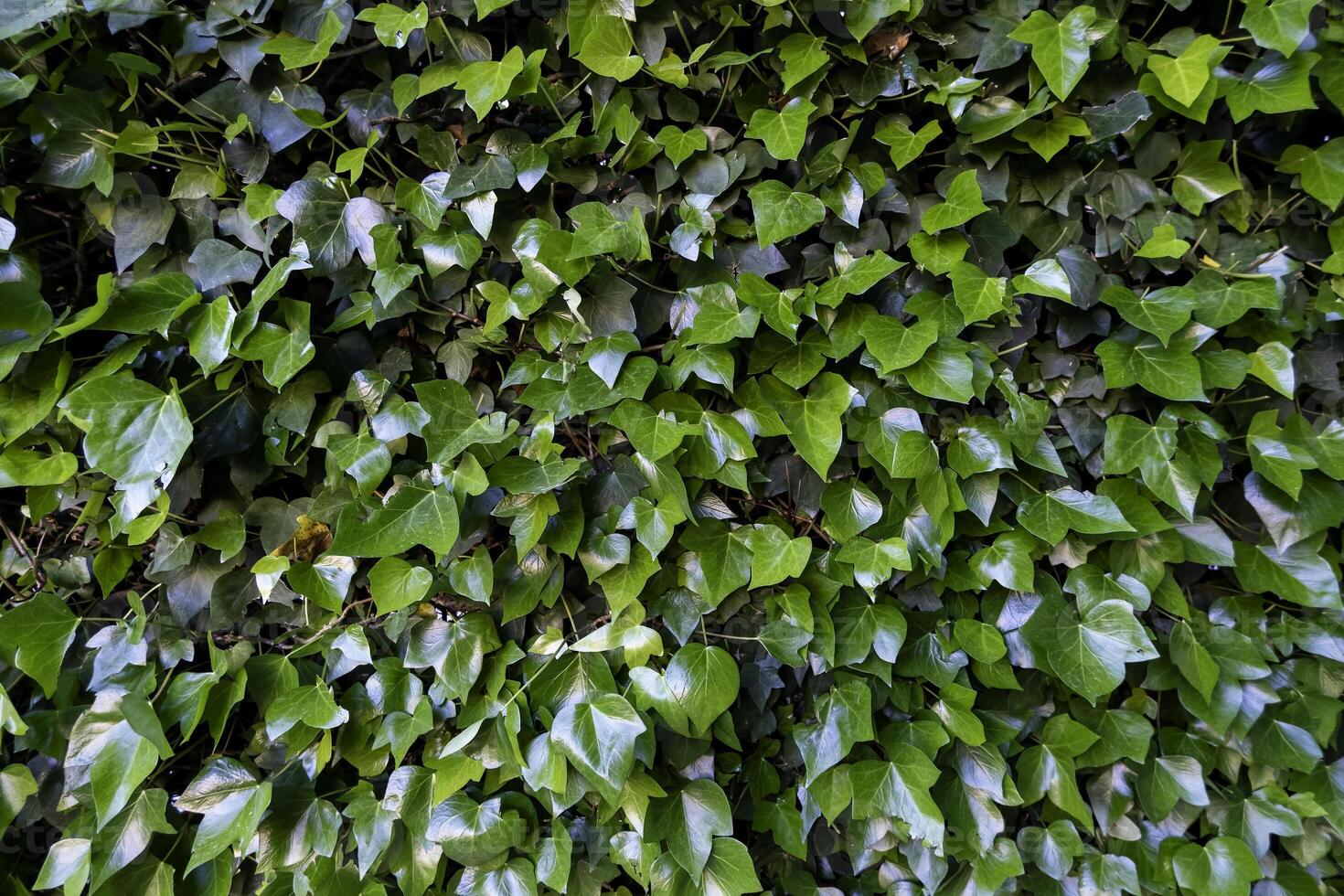 Green hedge background photo