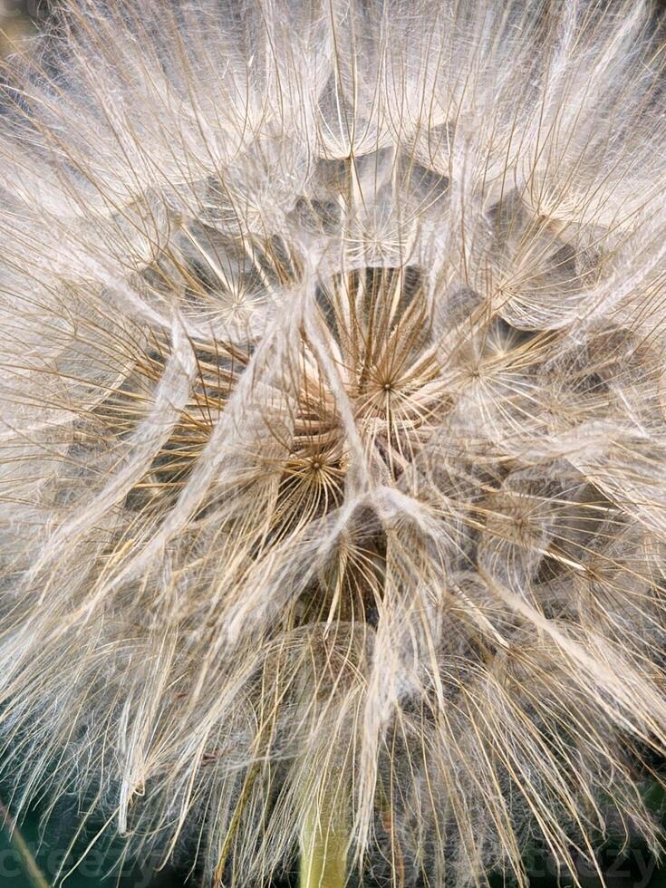 Big dandelion. Ripe air dandelion. Floral background with dandelion photo