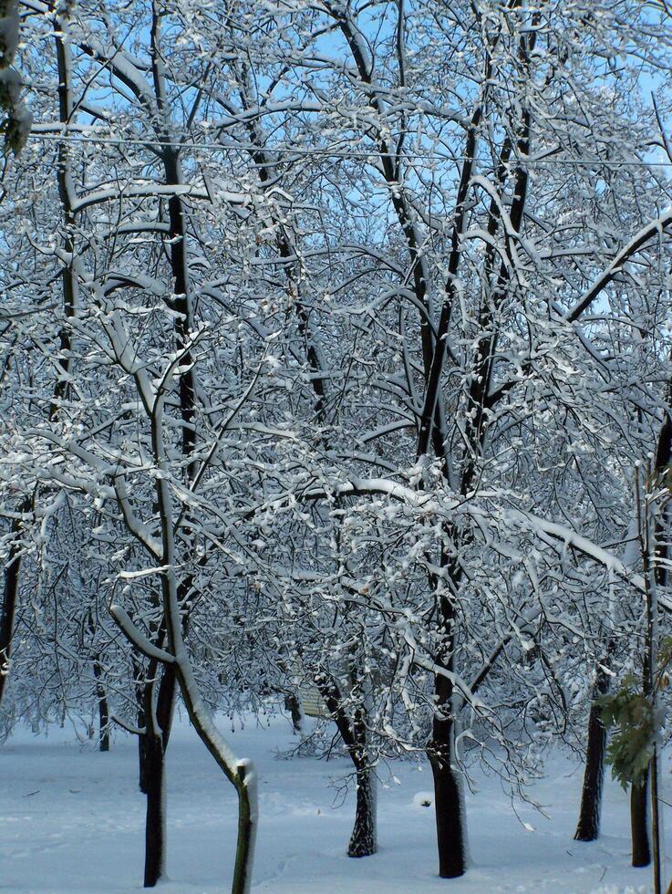 Winter Park. Winter landscape with snow-covered trees photo