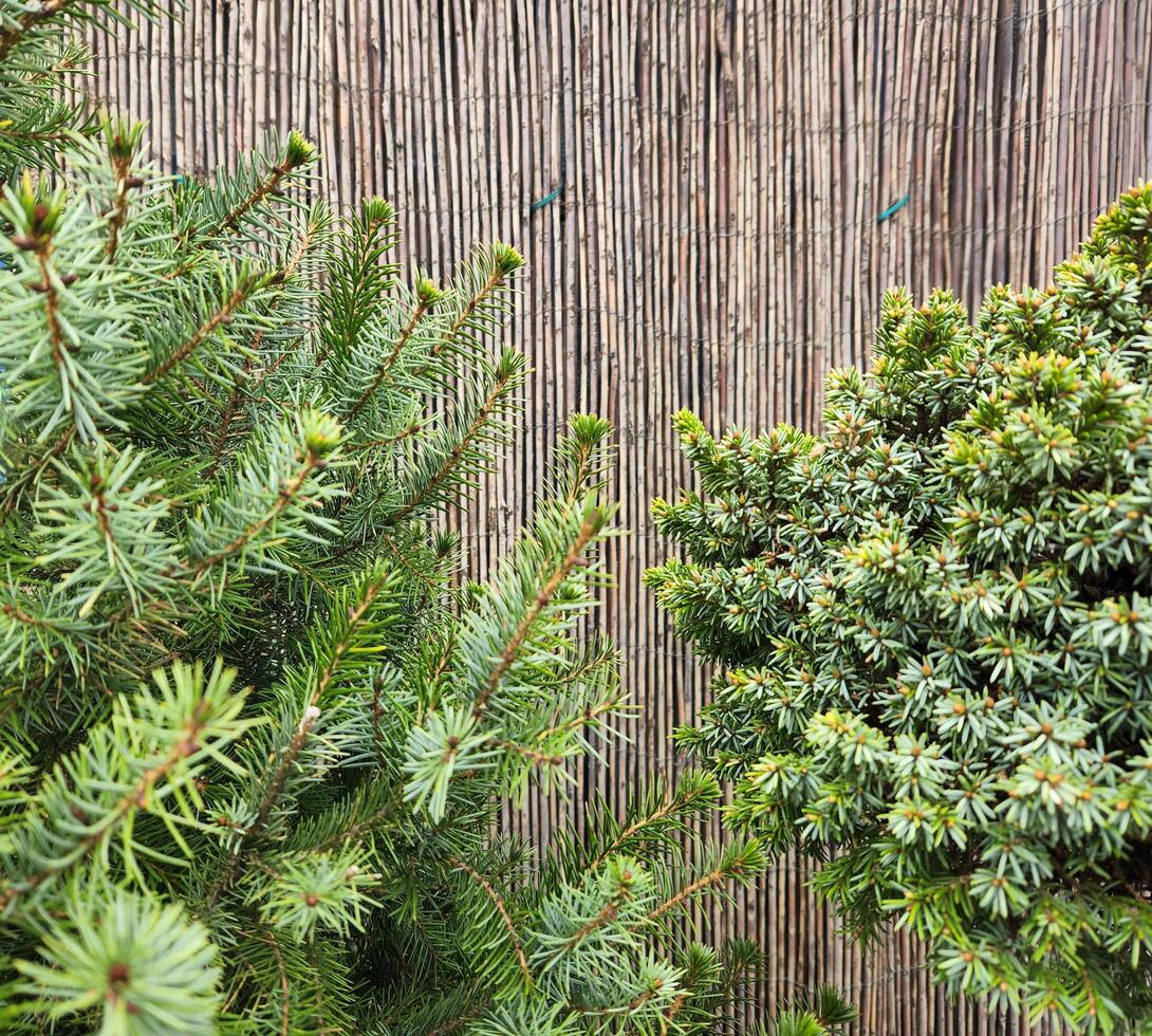 Coniferous branches against the background of a mat. Postcard wi photo