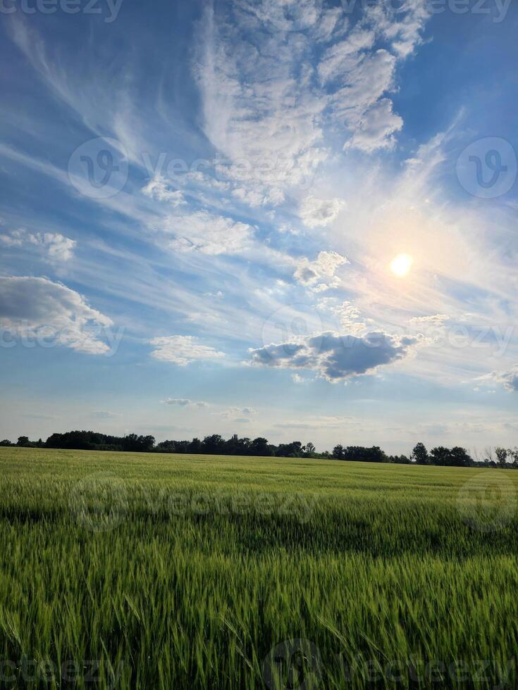 Field with cereal crops. Green field under the sky with clouds. Rural landscape photo