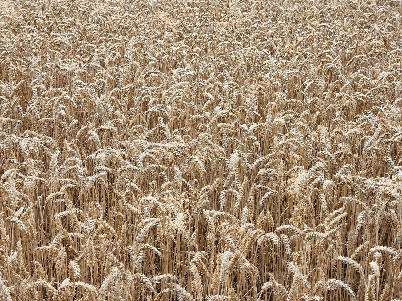 Winter wheat. Field of ripened winter wheat. Field with spikelets photo