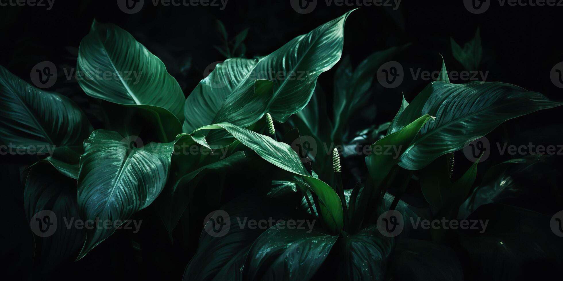 Leaves of spathiphyllum cannifolium abstract green dark texture nature background tropical leaf decorative background scene photo
