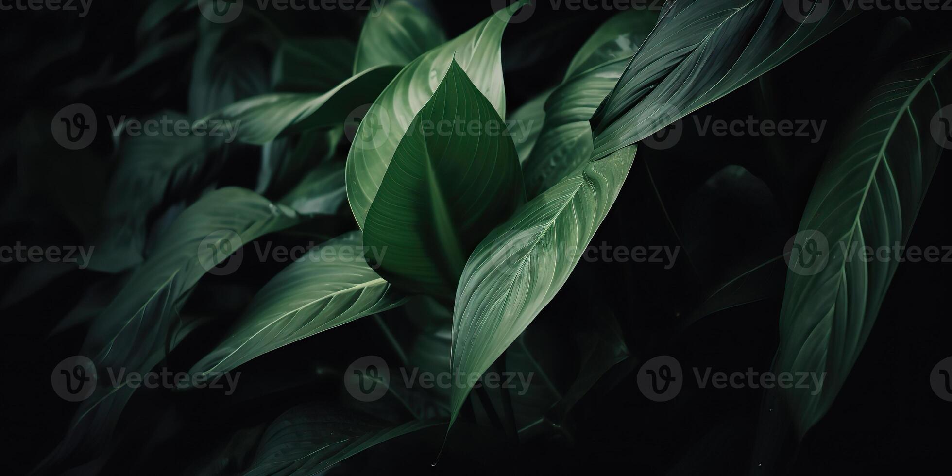 Leaves of spathiphyllum cannifolium abstract green dark texture nature background tropical leaf decorative background scene photo