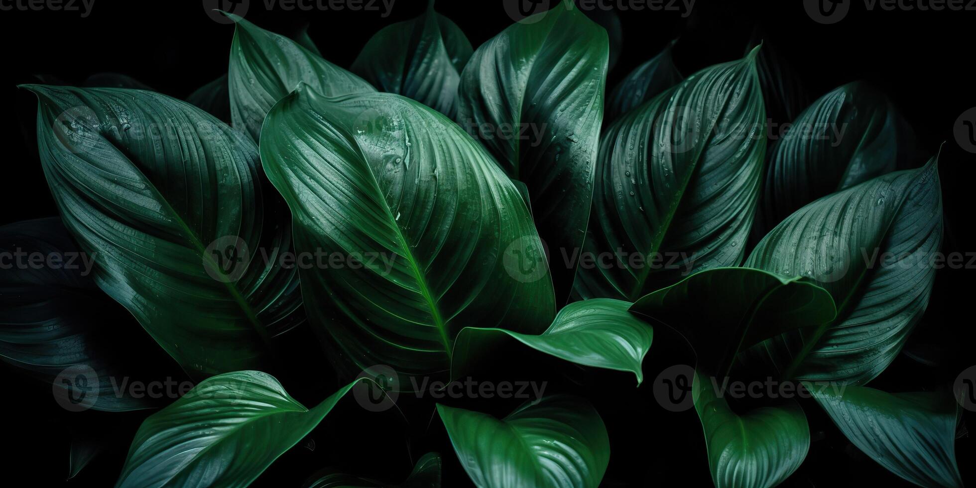 Leaves of spathiphyllum cannifolium abstract green dark texture nature background tropical leaf decorative background scene photo