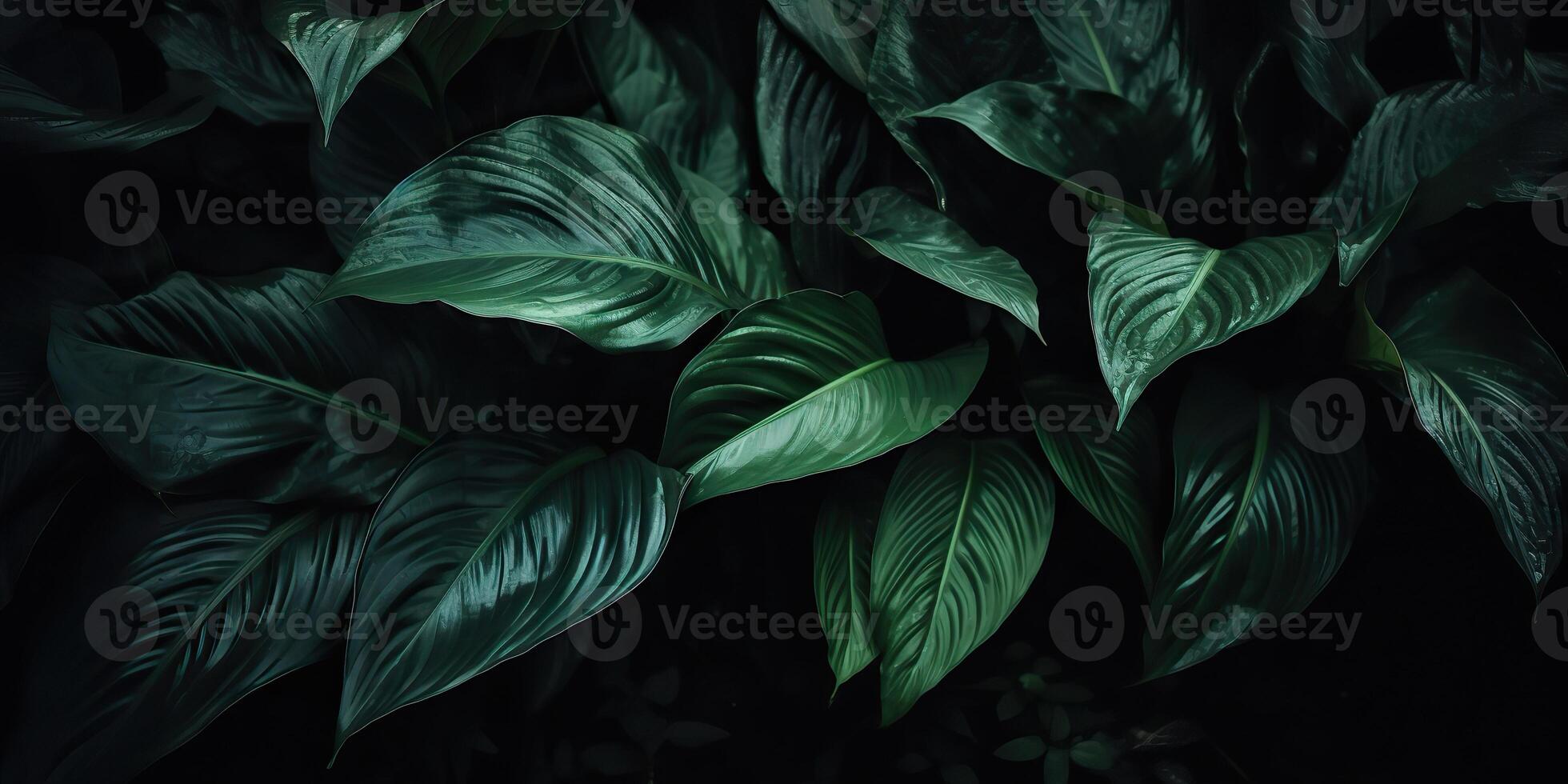 Leaves of spathiphyllum cannifolium abstract green dark texture nature background tropical leaf decorative background scene photo