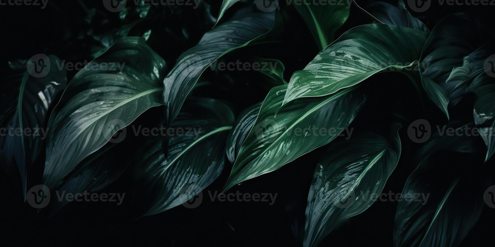 Leaves of spathiphyllum cannifolium abstract green dark texture nature background tropical leaf decorative background scene photo