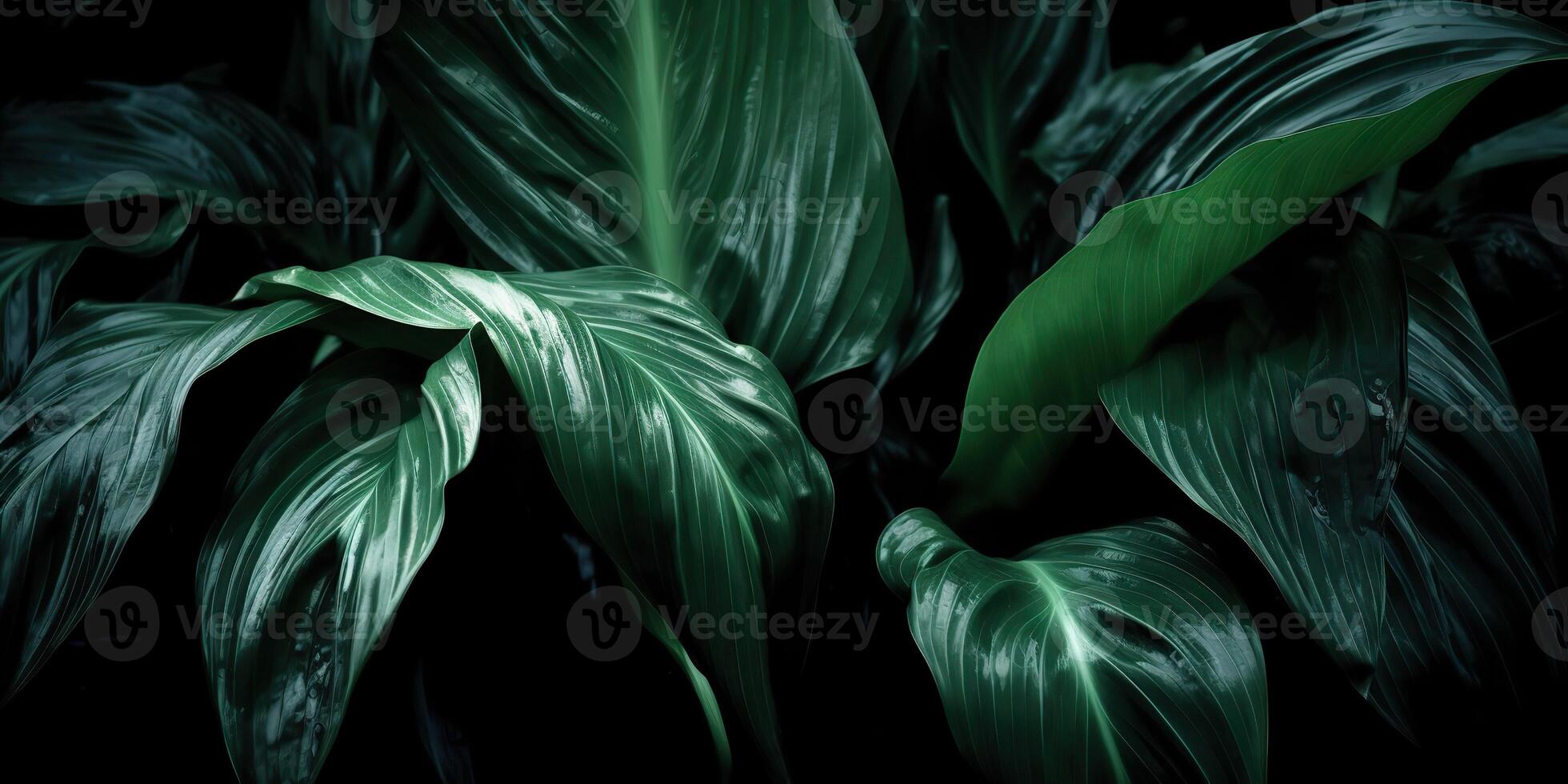 Leaves of spathiphyllum cannifolium abstract green dark texture nature background tropical leaf decorative background scene photo