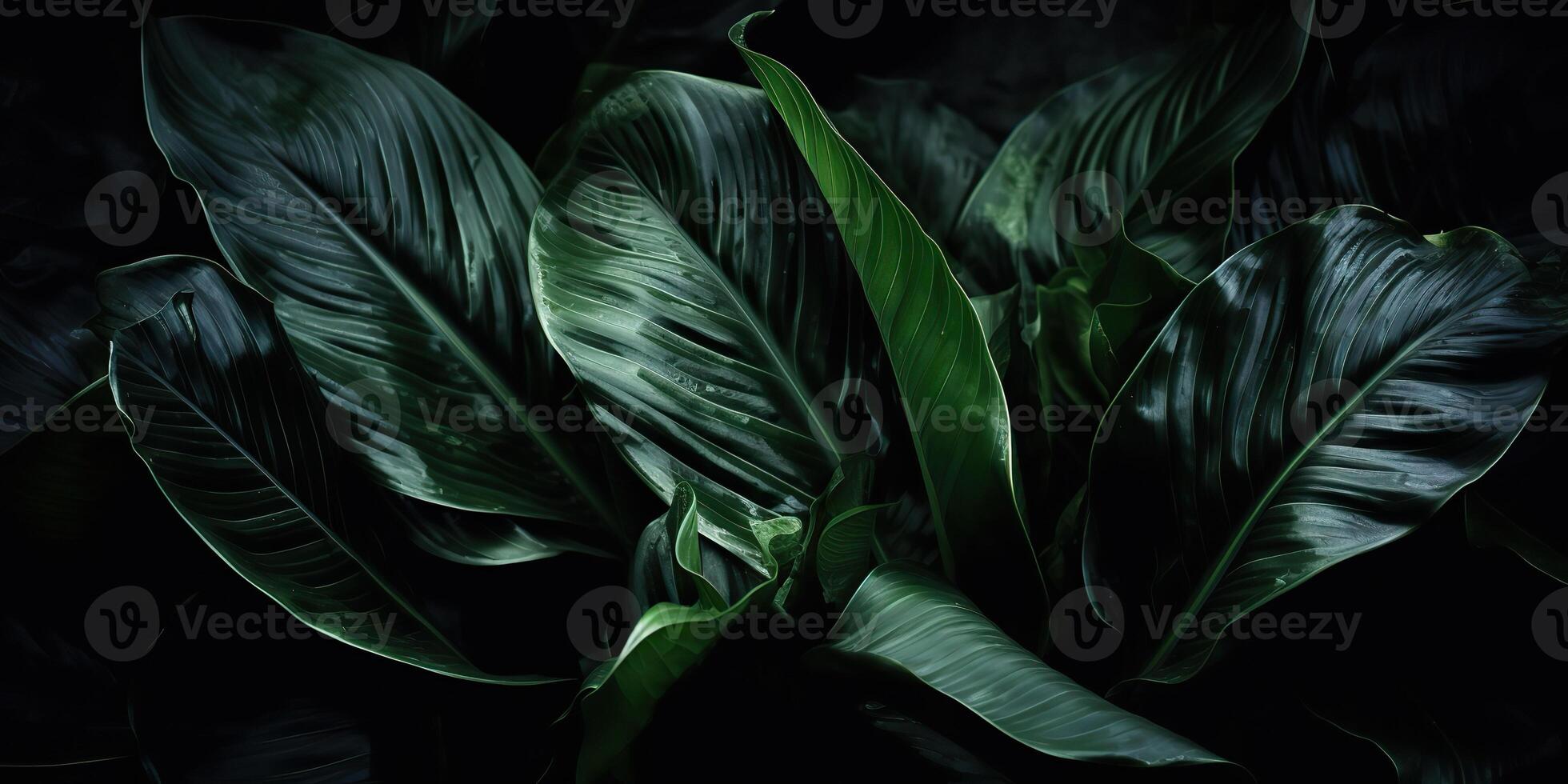 Leaves of spathiphyllum cannifolium abstract green dark texture nature background tropical leaf decorative background scene photo