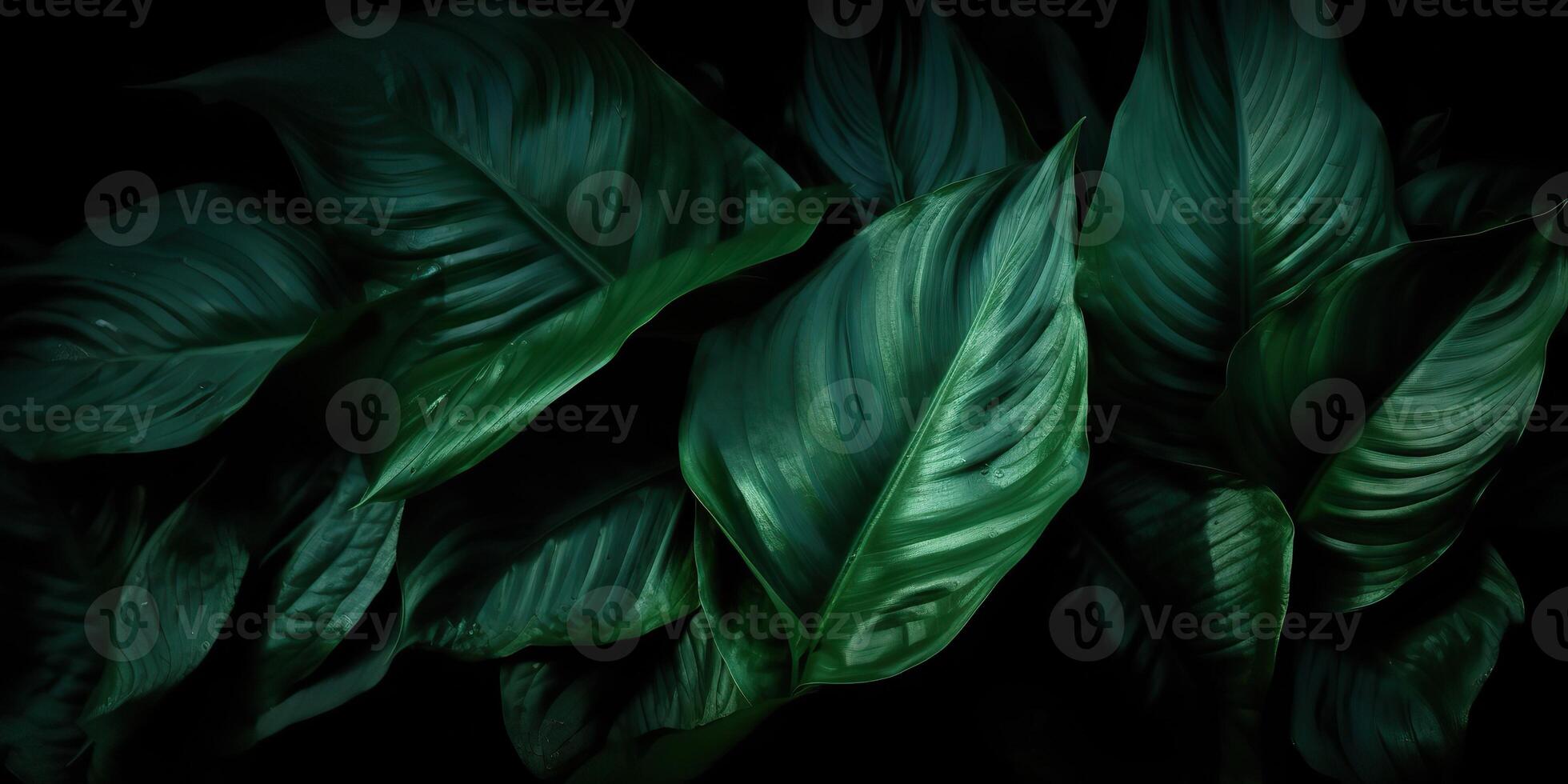 Leaves of spathiphyllum cannifolium abstract green dark texture nature background tropical leaf decorative background scene photo