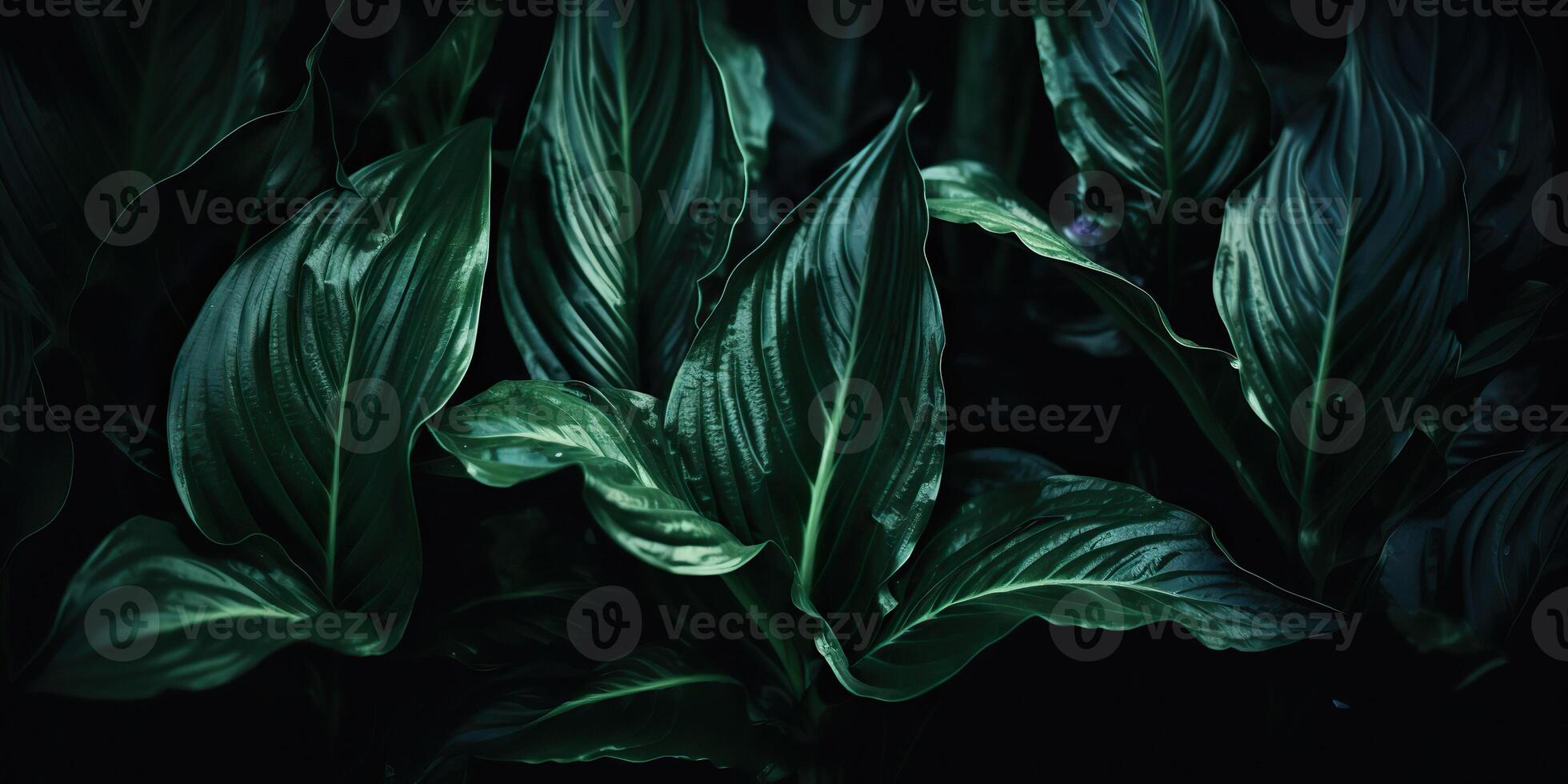 Leaves of spathiphyllum cannifolium abstract green dark texture nature background tropical leaf decorative background scene photo
