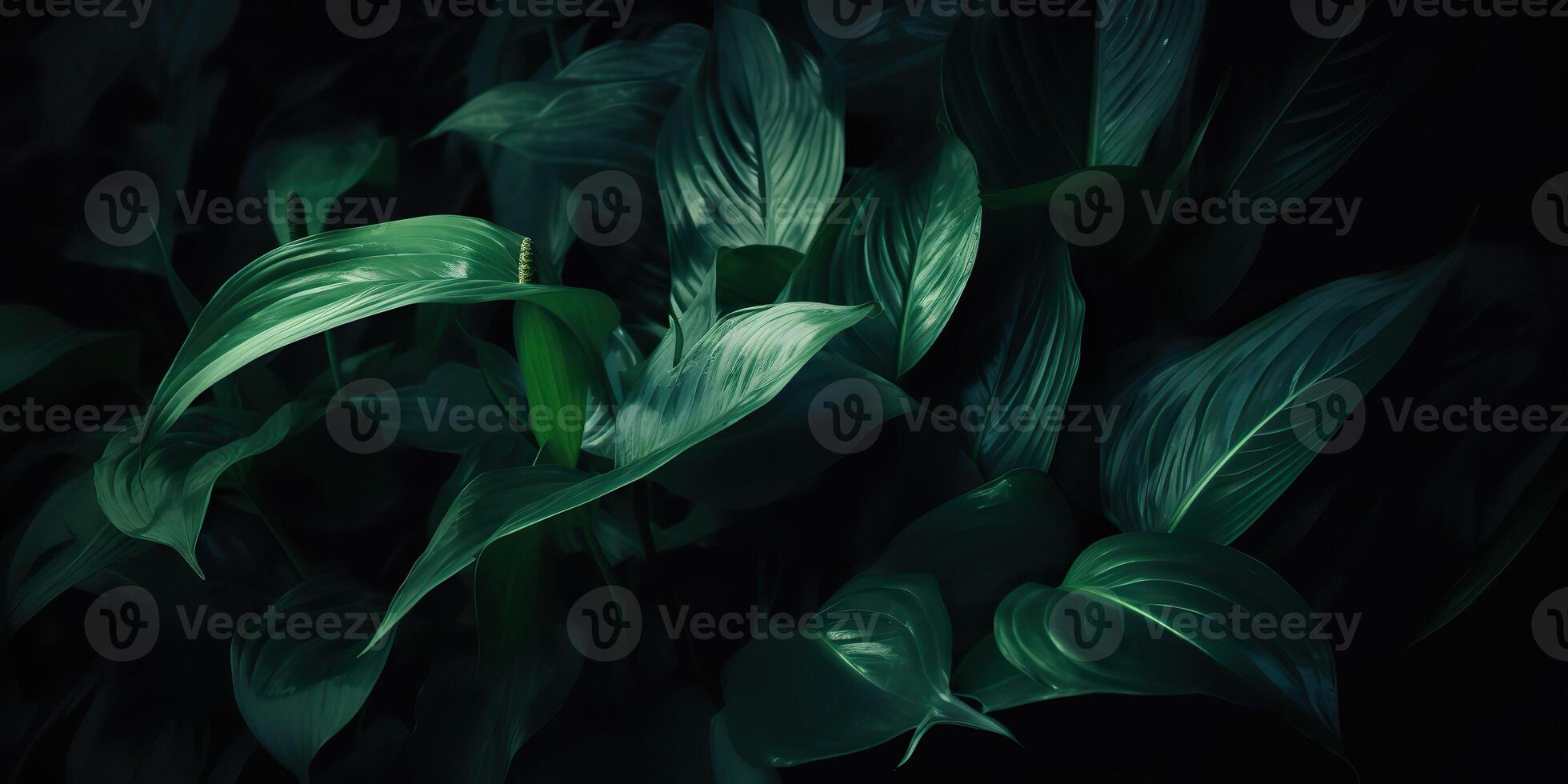 Leaves of spathiphyllum cannifolium abstract green dark texture nature background tropical leaf decorative background scene photo
